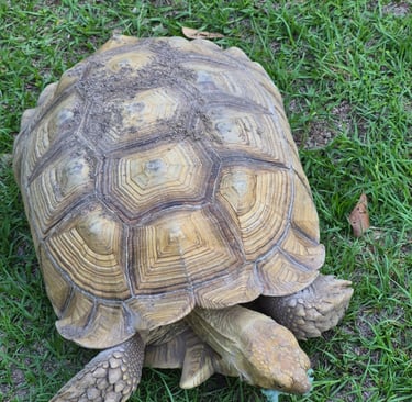 Mario my sulcata