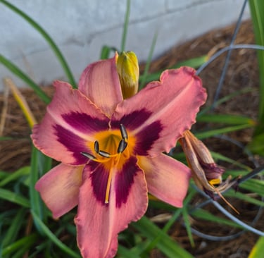 Daylily