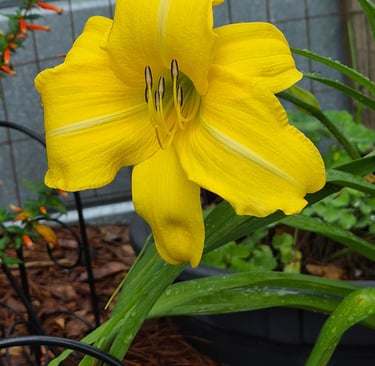 Yellow daylily