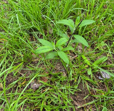 week 7 butterfly bush