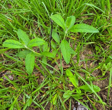 week 7 butterfly bush