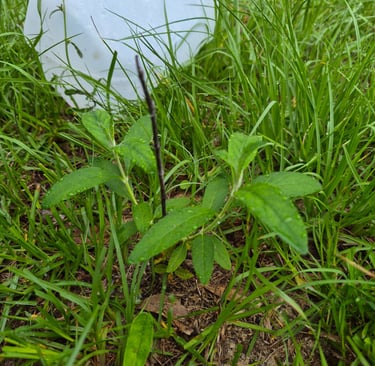 week 7 butterfly bush