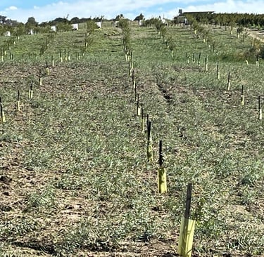 Bademlerimiz yeni dikildiğinde