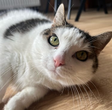 Weiße Katze - fluffy family