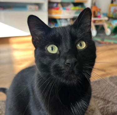 Schwarzer Kater - fluffy family