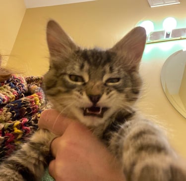 Fun pet bandana business features funny image of adorable tabby kitten with a post-sneeze snarl