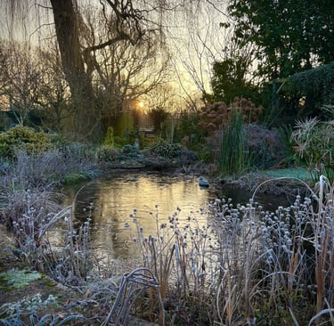 My garden pond on a frosty morning