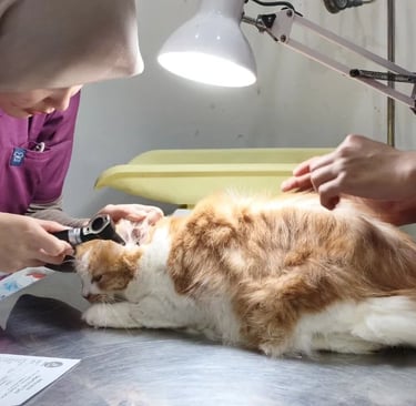 pemriksaan kucing