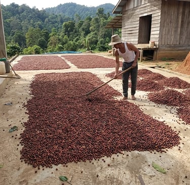 Petani Sin Coffeshop Palu yang sedang mengeringkan biji kopi.