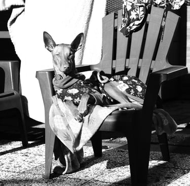 zwart wit hondenportret