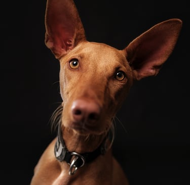 Portret van een bruine Podenco-hond met alerte blik tegen een neutrale achtergrond.