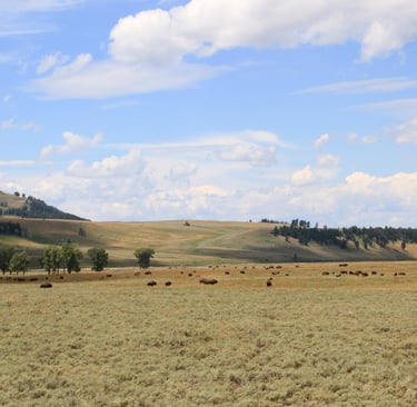 Eine grosse Herde Bisons weidet auf den grasbewachsenen Wiesen des Lamar Valley im Yellowstone Park