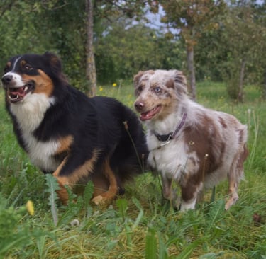 educateur comportementaliste canin 54