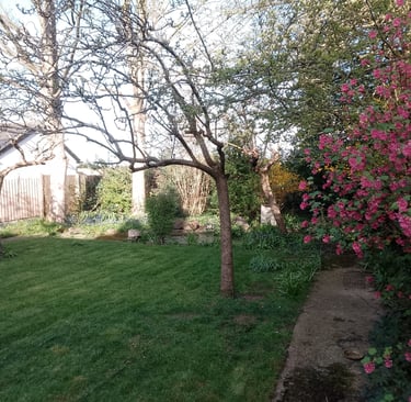 A sunny spring backyard featuring pink flowering shrubs, lush green lawn, and bare fruit trees.