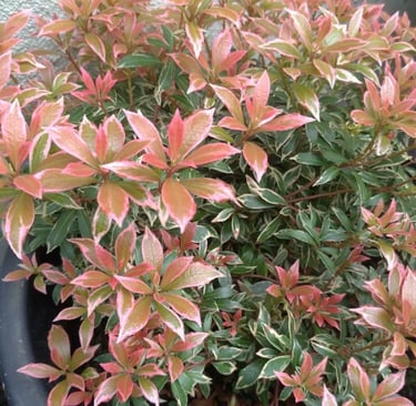 A Pieris Japonica Flaming Silver plant with variegated pink and green leaves in a black garden pot.