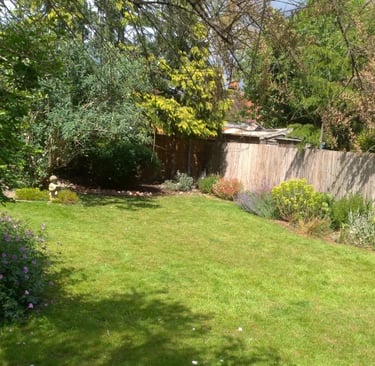 Sunny backyard garden with a green lawn, wooden fence, and diverse flowering shrubs and trees.