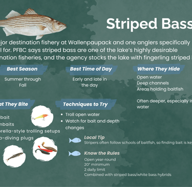 Infographic guide for fishing Striped Bass at Lake Wallenpaupack with season, bait, and techniques