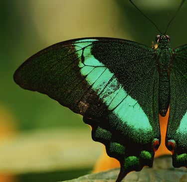 aaron-burden-9nHVkac5xxY-unsplash