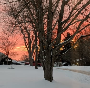 Tree standing tall in tough season of winter representing how women are the tree, standing tall 
