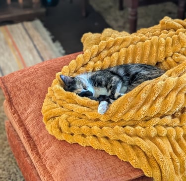 kitty resting on a soft blanket, representing why I dont need a perfect life anymore