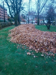 Another T&L Leaf Removal Project Under Way