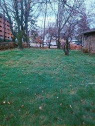 T&L Leaf Removal Project Completed