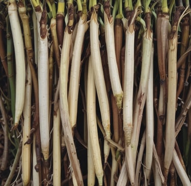 Artisan carefully hand-picking ripe vanilla beans in a lush green Madagascan plantation.