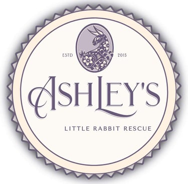 Ashleys Little Rabbit Rescue