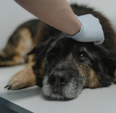 a gray dog at the vet