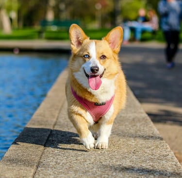 a happy dog taking a walk