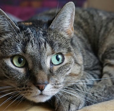 a tabby cat with green eyes