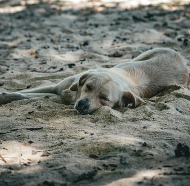 a sleeping dog in the sand