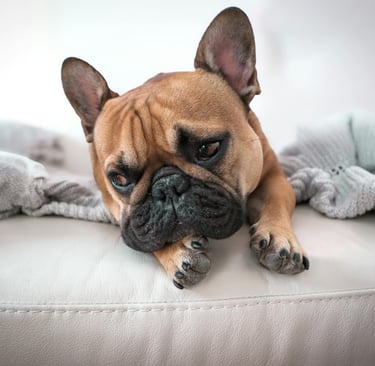 a brown dog