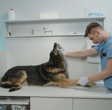 a dog at the vet
