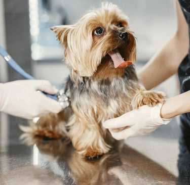 a dog getting ready for a dogs x-ray in dubai