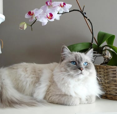 a white cat