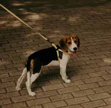 a beagle puppy taking a walk