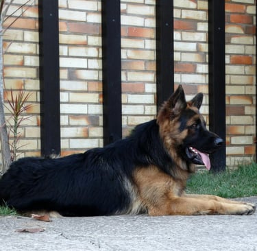 a large dor lying down