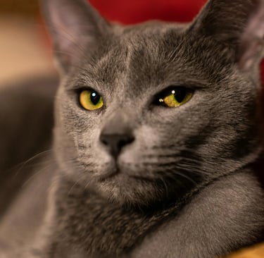 a Russian Blue cat, one of the low shedding cat breeds