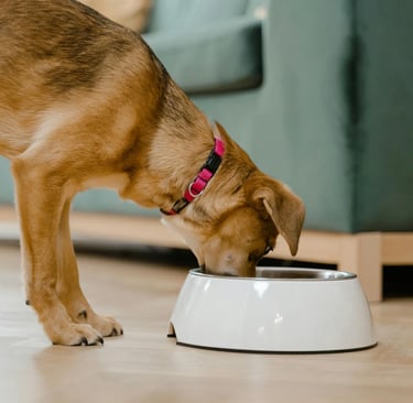 a brown dog eating from his bowl