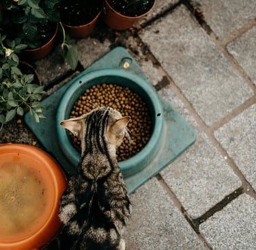 a cat eating from her bowl
