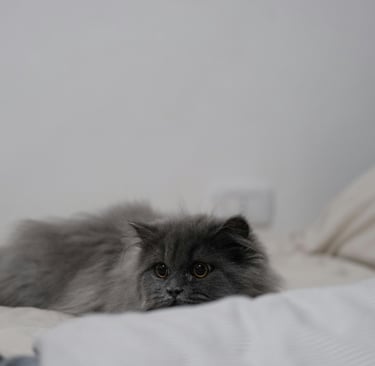 a cat looking curiously