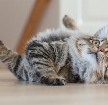 a cat playing