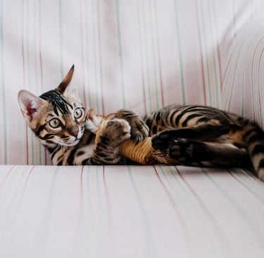 cat playing with cat toys dubai pet owners recommend