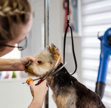 a dog at the groomers