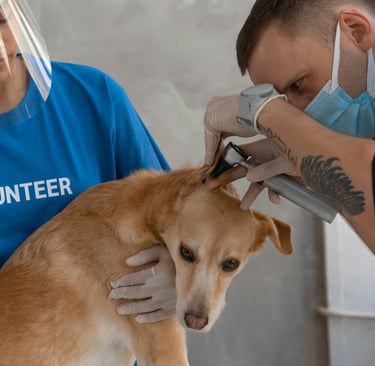 a vet checking dogs ears for types of dog ear infections