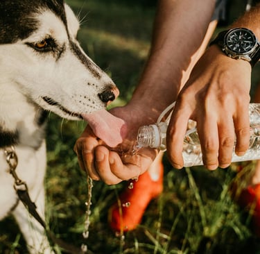 a dog drinking water