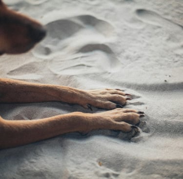 a dog in the sand