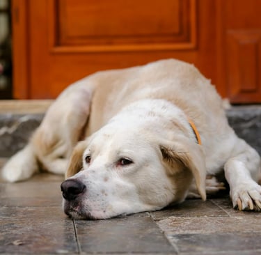 a dog lying due to hip dysplasia
