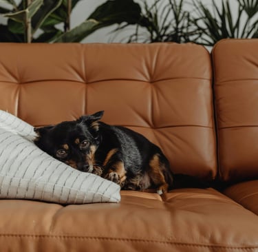 a dog on the couch